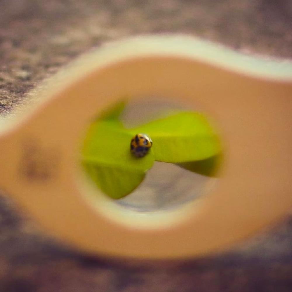 Leaf Magnifying Glass