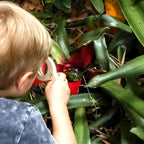 Leaf Magnifying Glass